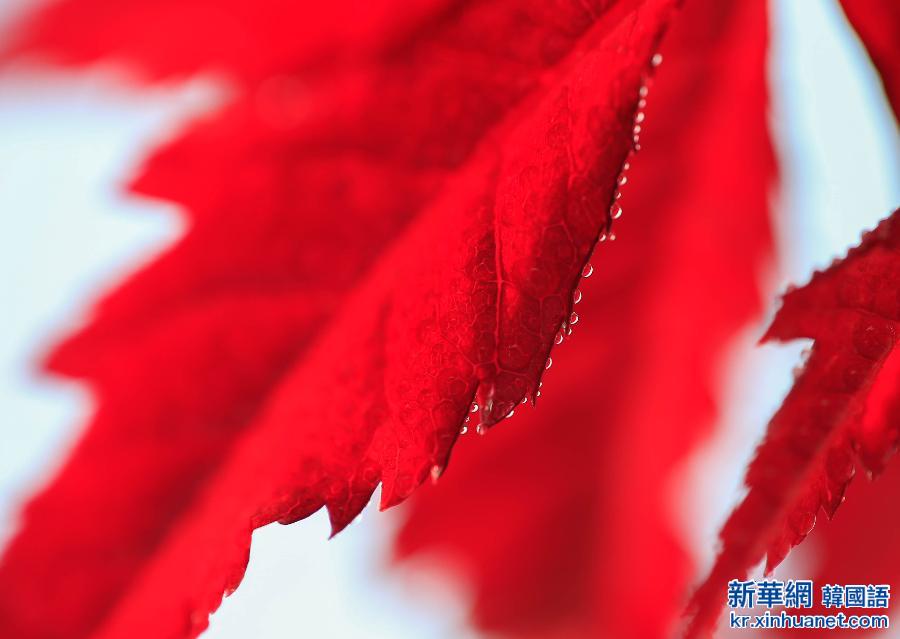 #（视&middot;觉）（2）秋色染枫林 红叶美如花