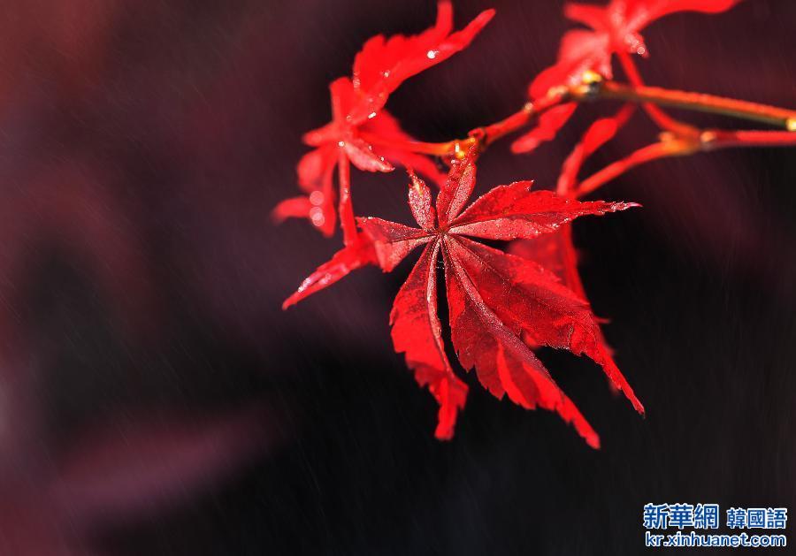 #（视&middot;觉）（3）秋色染枫林 红叶美如花