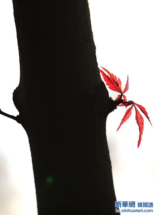 #（视&middot;觉）（5）秋色染枫林 红叶美如花