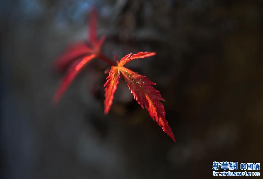 #（视&middot;觉）（7）秋色染枫林 红叶美如花