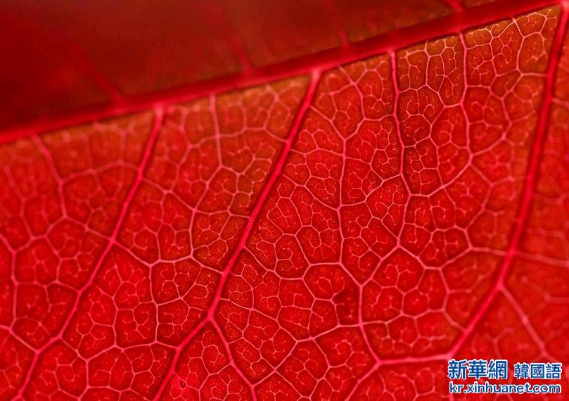 #（视&middot;觉）（8）秋色染枫林 红叶美如花