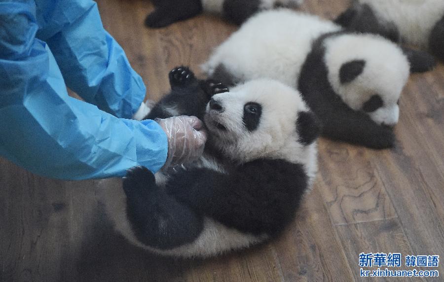 （新华直击）（3）成都：今年新生双胞胎大熊猫集体亮相