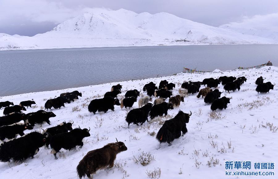 （晚报）（3）西藏羊湖银装素裹迎初冬