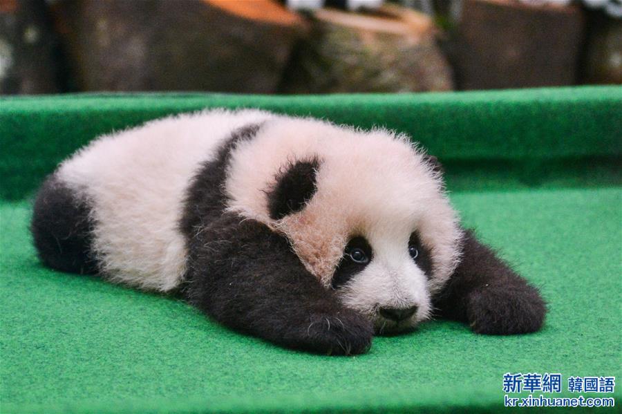 （国际）（1）中国旅马大熊猫宝宝今起亮相