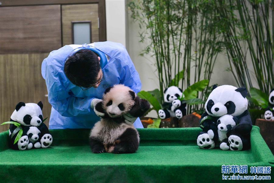 （国际）（5）中国旅马大熊猫宝宝今起亮相