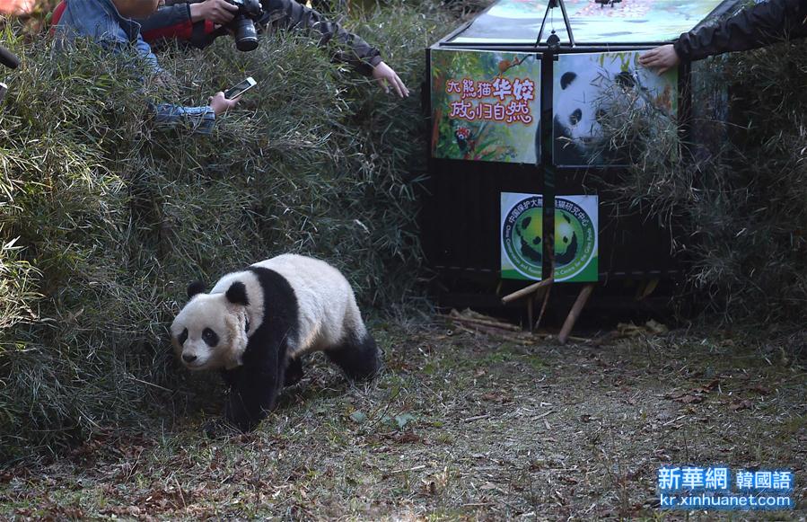 （生态）（1）我国放归第五只人工繁育的大熊猫