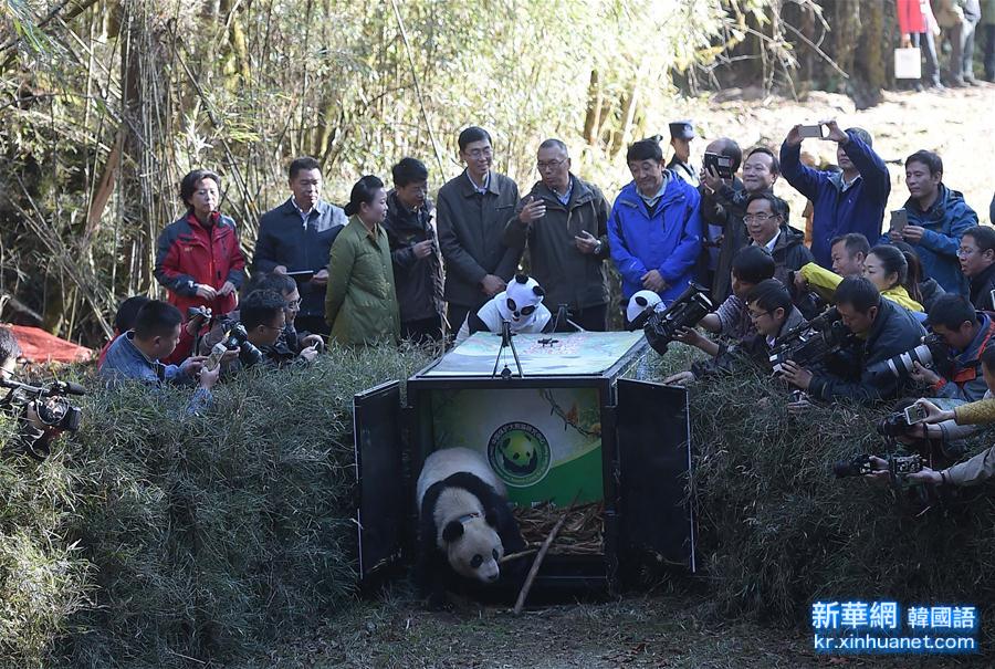 （生态）（2）我国放归第五只人工繁育的大熊猫