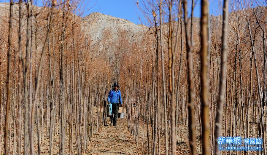 （聚焦十三五）（2）西藏日喀则市南木林县植树造林见成效