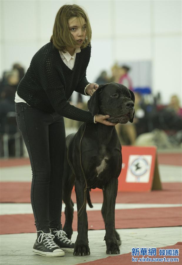 （国际）（2）克罗地亚举办国际狗展
