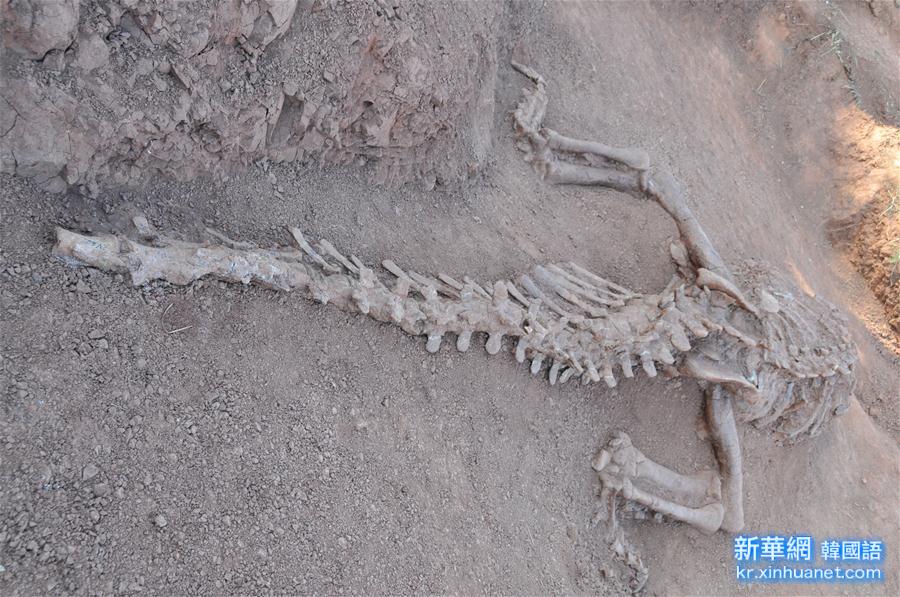（文化）（1）云南发现1.8亿年前恐龙化石
