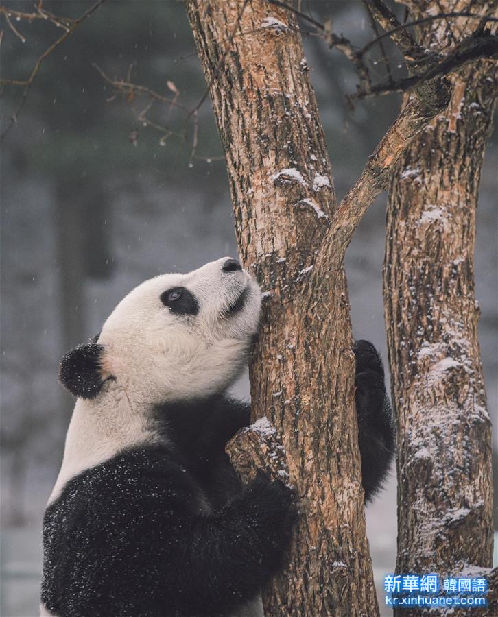 （社会）（2）大熊猫东北过冬记