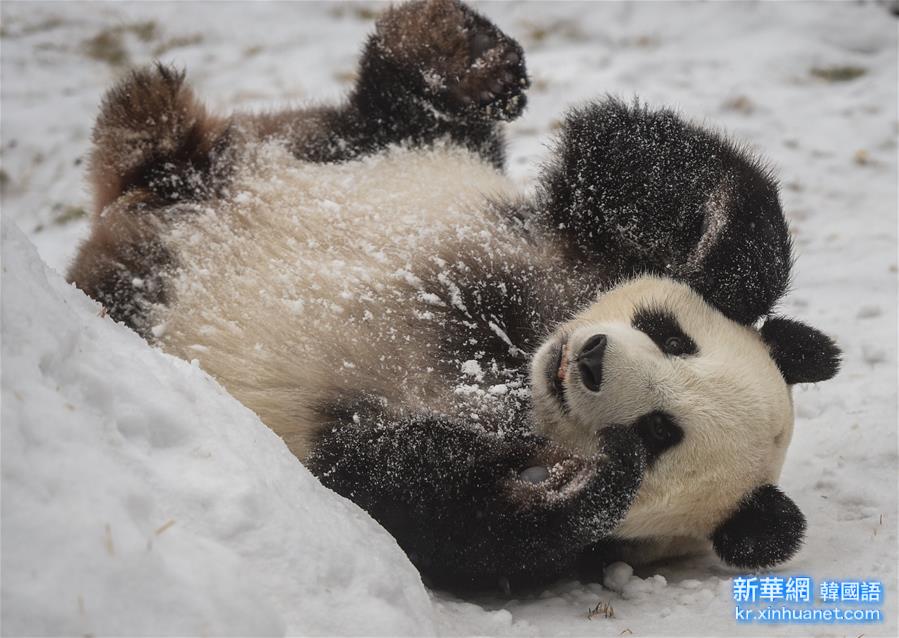 （社会）（3）大熊猫东北过冬记