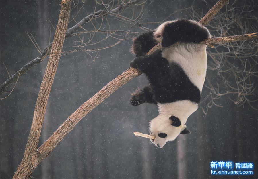 （社会）（4）大熊猫东北过冬记