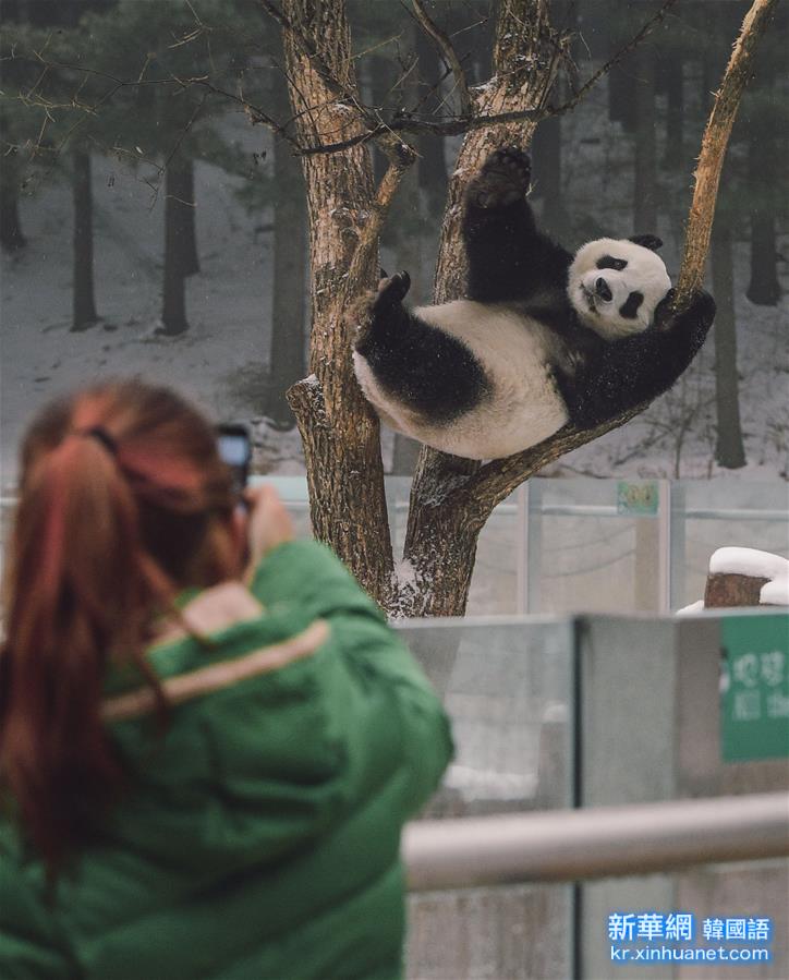 （社会）（6）大熊猫东北过冬记