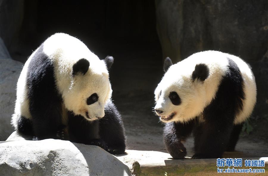 （国际·年终报道）（1）全世界都爱大熊猫