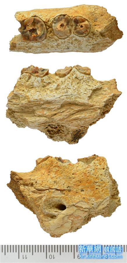 （晚报）（2）西藏阿里发现400多万年前鬣狗化石