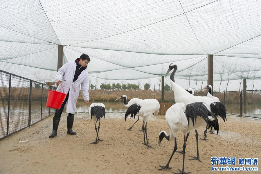 （聚焦十三五）（4）科学提升管护水平 确保珍禽越冬安全——探访江苏盐城国家级珍禽自然保护区