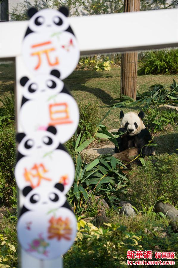 （社会）（3）中央赠澳门大熊猫“开心”迎新年