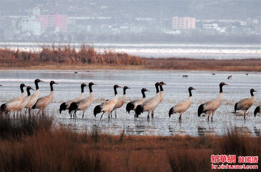 #（生态）（1）贵州草海保护区迎来候鸟越冬高峰