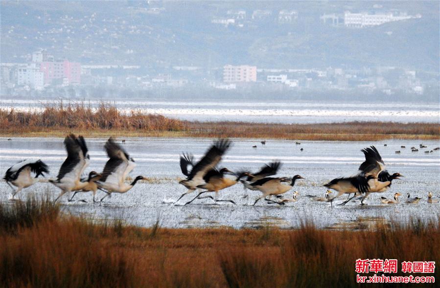 #（生态）（3）贵州草海保护区迎来候鸟越冬高峰