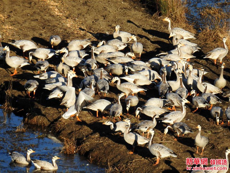 #（生态）（4）贵州草海保护区迎来候鸟越冬高峰