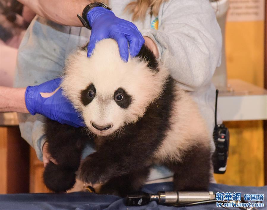 （国际）（2）华盛顿国家动物园的大熊猫“贝贝”接受体检