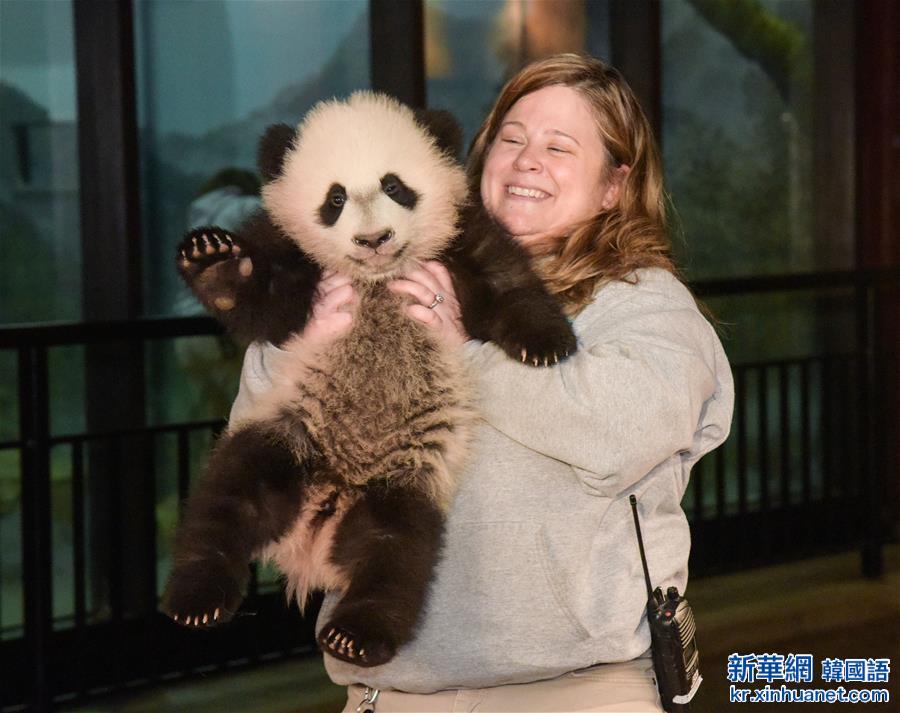 （国际）（3）华盛顿国家动物园的大熊猫“贝贝”接受体检