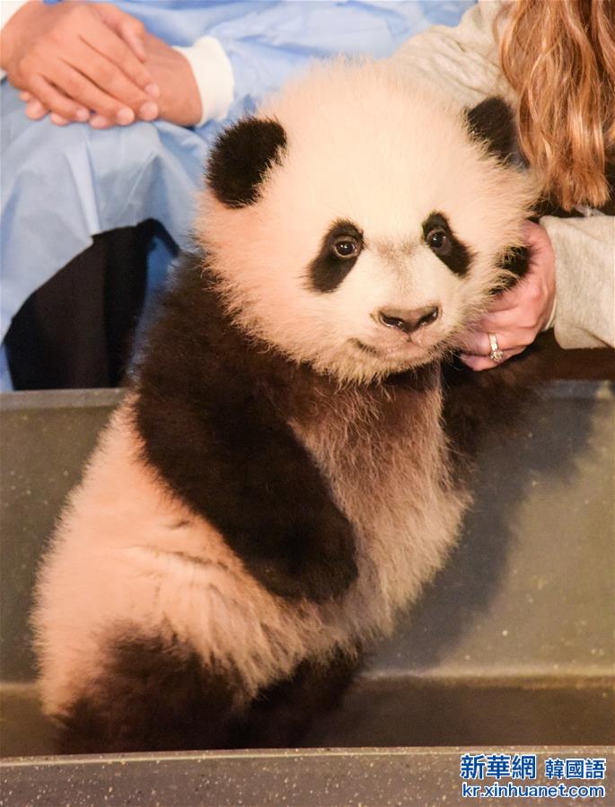 （国际）（4）华盛顿国家动物园的大熊猫“贝贝”接受体检
