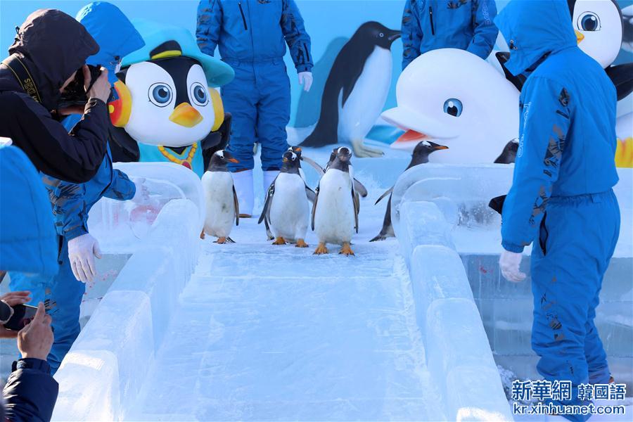 （晚报）（1）南极企鹅“回老家”