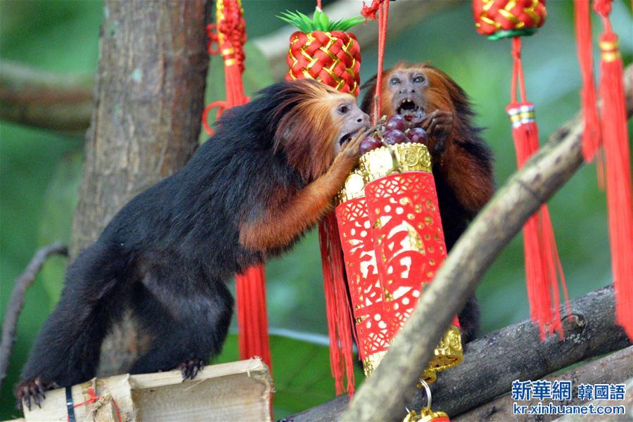 （国际）（2）新加坡动物园喜迎农历猴年