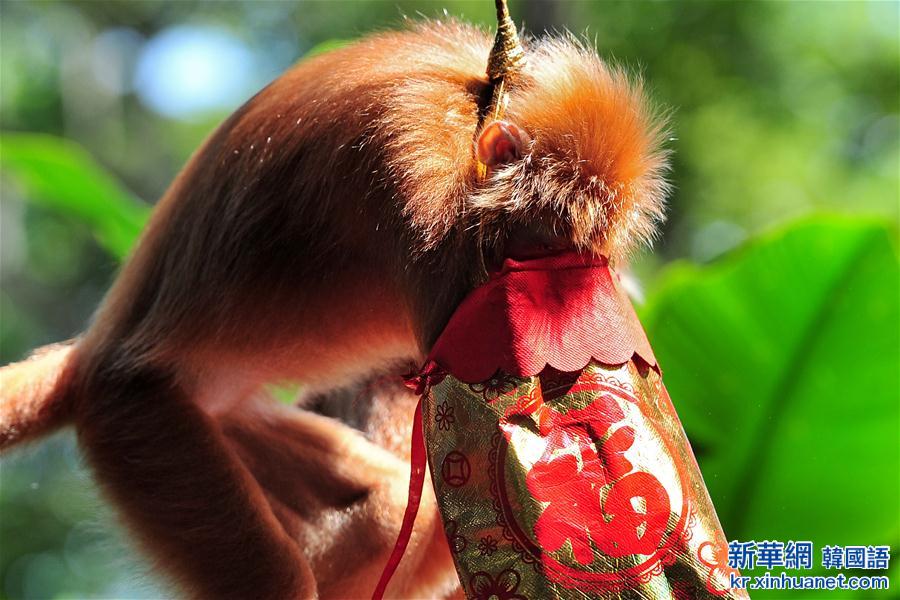 （国际）（4）新加坡动物园喜迎农历猴年