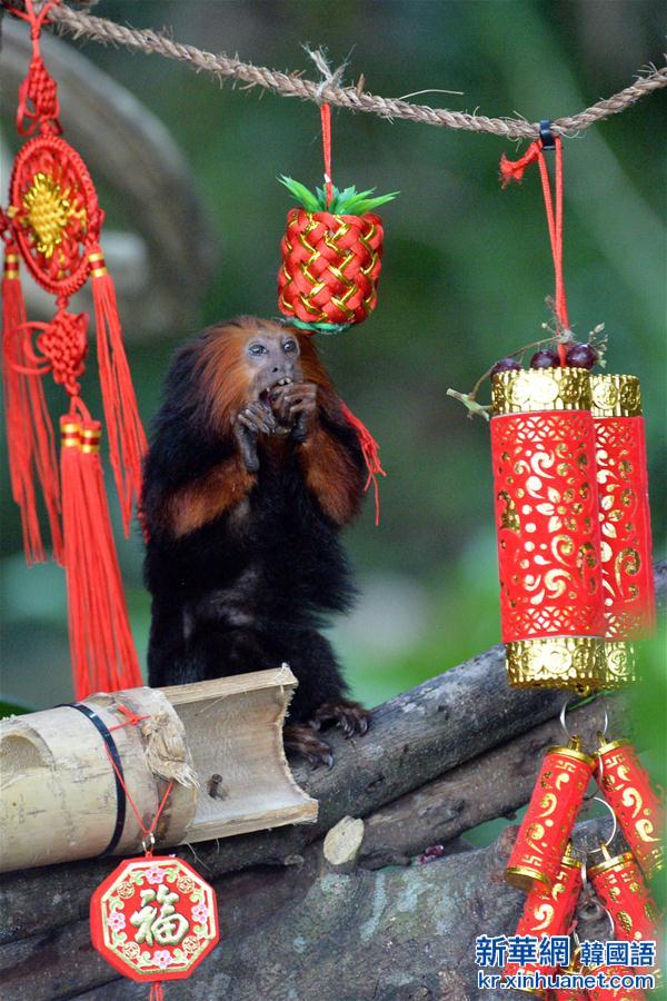 （国际）（5）新加坡动物园喜迎农历猴年