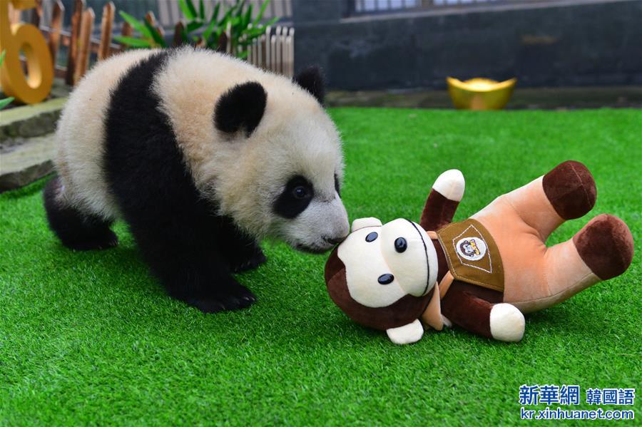 （社会）（2）大熊猫宝宝迎新年