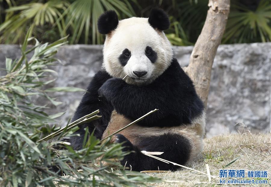 （社会）（1）大熊猫“园欣”“华妮”将“旅居”韩国