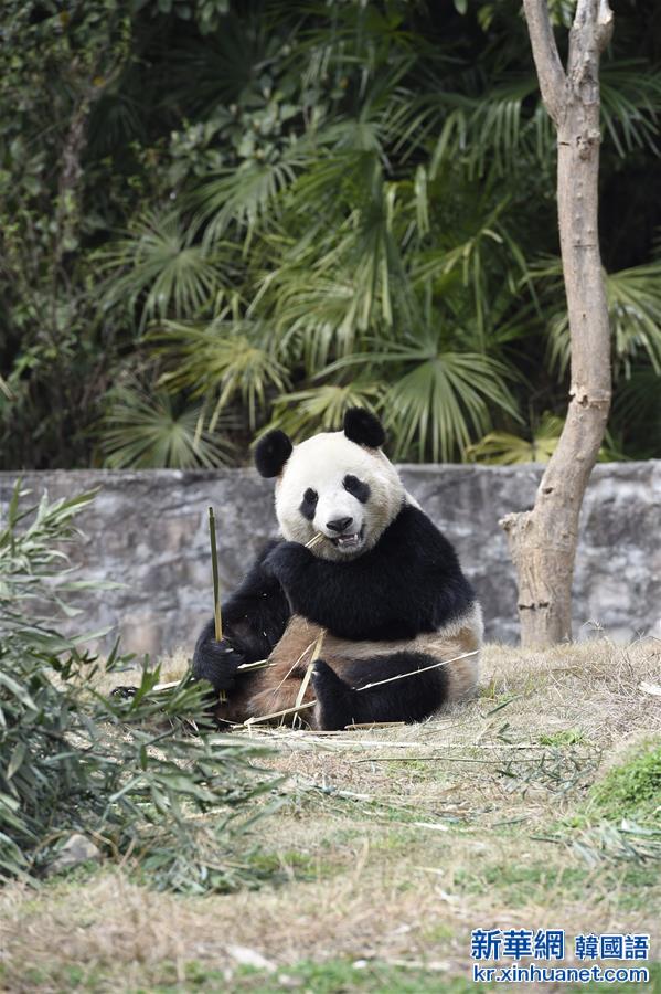 （社会）（3）大熊猫“园欣”“华妮”将“旅居”韩国