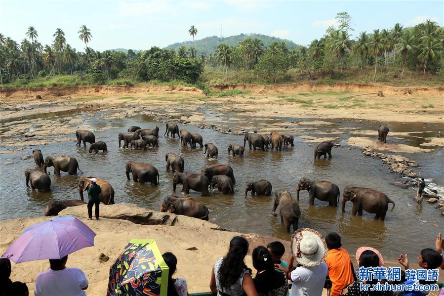 （国际）（1）探访世界上第一所大象孤儿院：斯里兰卡大象孤儿院
