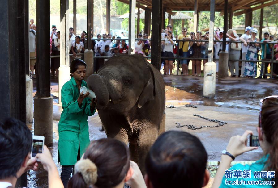 （国际）（3）探访世界上第一所大象孤儿院：斯里兰卡大象孤儿院