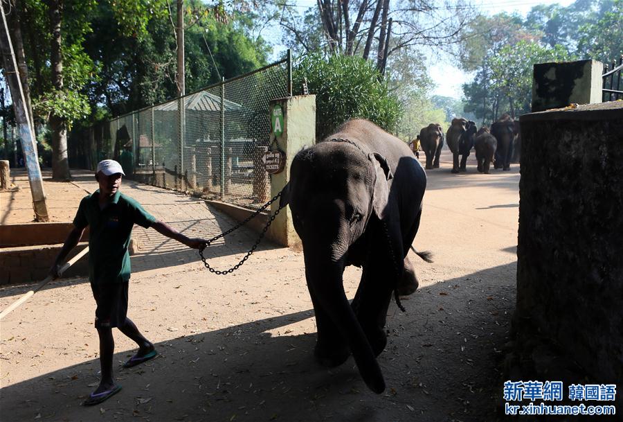 （国际）（5）探访世界上第一所大象孤儿院：斯里兰卡大象孤儿院