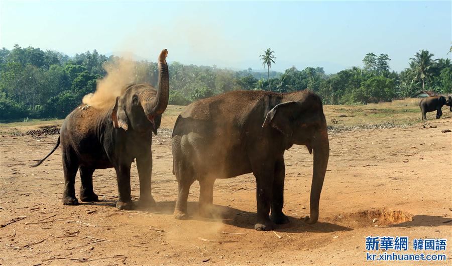 （国际）（7）探访世界上第一所大象孤儿院：斯里兰卡大象孤儿院