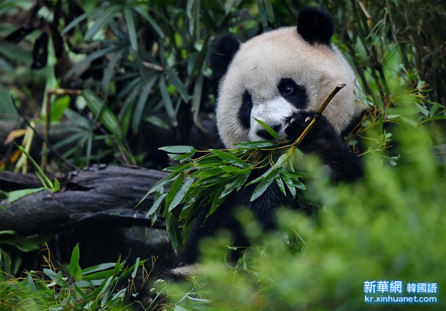 （晚报）（1）台湾：3岁大熊猫“圆仔”迎客500万