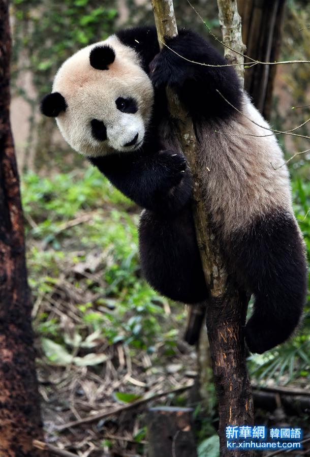 （晚报）（2）台湾：3岁大熊猫“圆仔”迎客500万