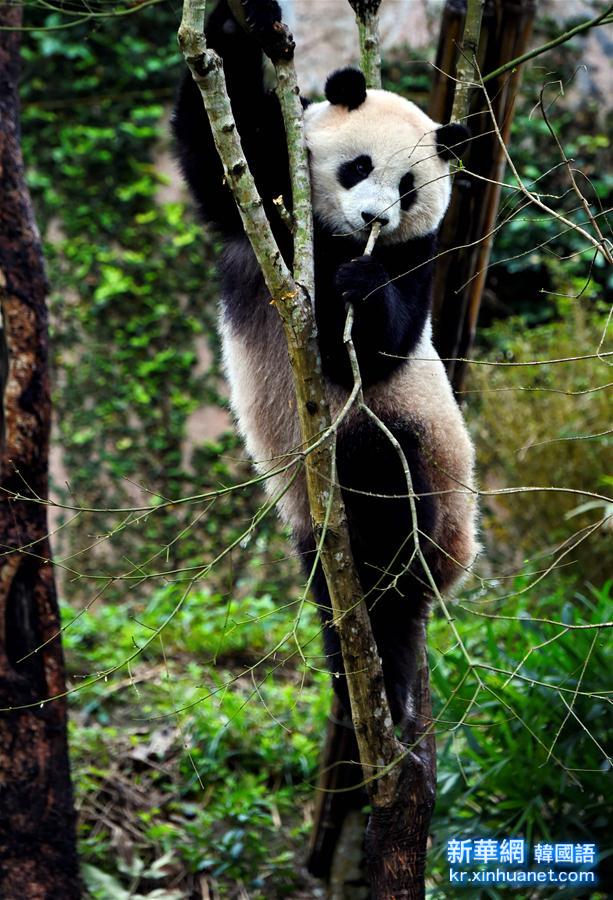 （晚报）（3）台湾：3岁大熊猫“圆仔”迎客500万