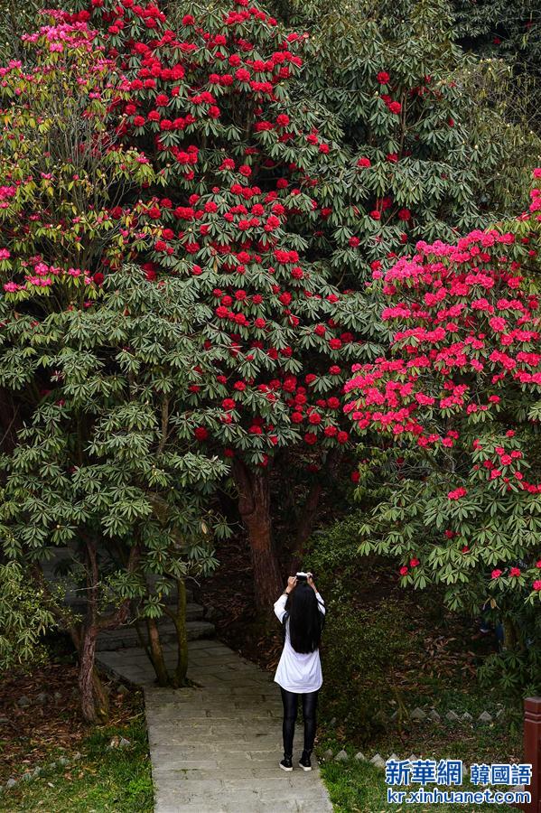 （春季美丽生态）（2）贵州百里杜鹃林带进入盛花期