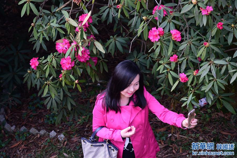 （春季美丽生态）（3）贵州百里杜鹃林带进入盛花期
