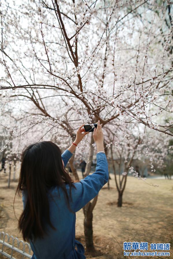 （春季美丽生态）（1）北京：玉渊潭里樱花开