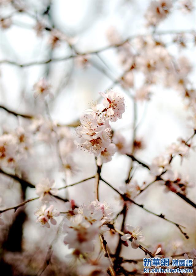 （春季美丽生态）（3）北京：玉渊潭里樱花开