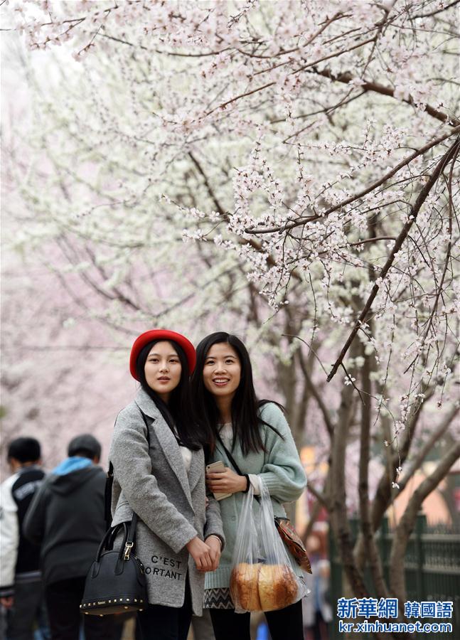 （春季美丽生态）（3）北京玉渊潭：樱花盛开迎春来