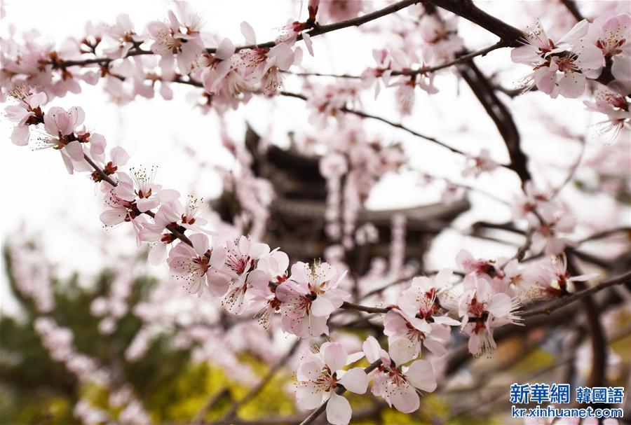 （春季美丽生态）（2）北京玉渊潭：樱花盛开迎春来