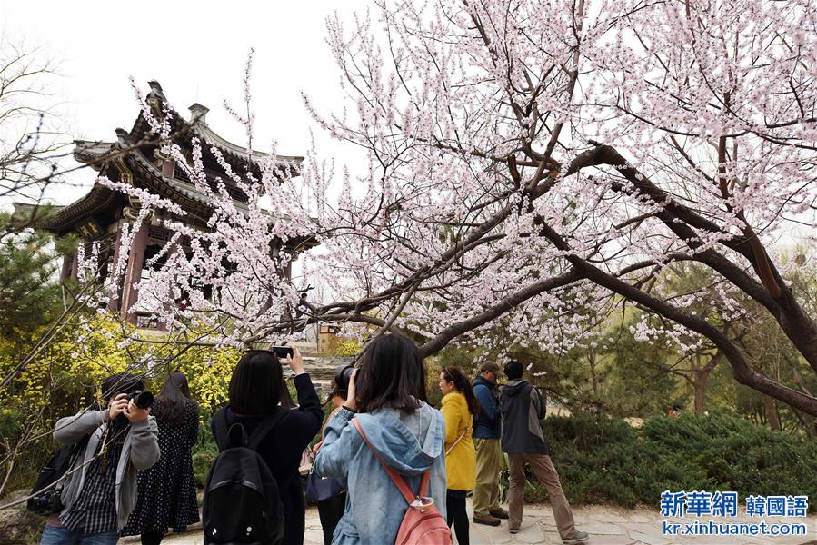 （春季美丽生态）（4）北京玉渊潭：樱花盛开迎春来