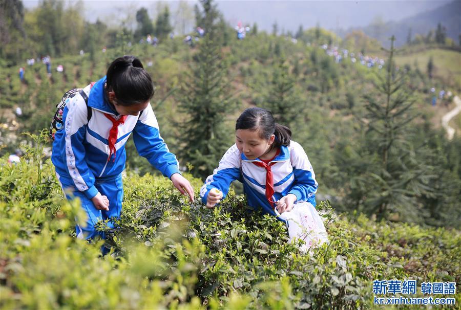 #（教育）（4）采春茶 学农事